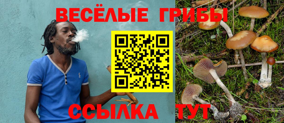 Псилоцибиновые грибы Psilocybe Шарыпово